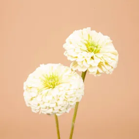 Benary's Giant White Zinnia Seeds